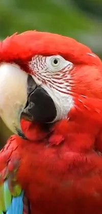 This live wallpaper features a stunning image of a red parrot perched on a tree branch