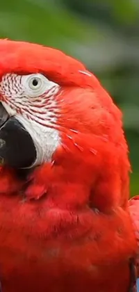 Add color and life to your phone screen with this vibrant live wallpaper featuring a close-up view of a beautiful parrot