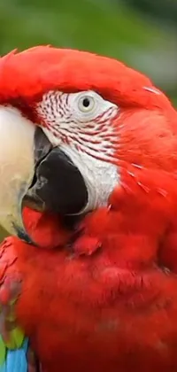 This phone live wallpaper showcases a vibrant red parrot perched on a tree branch