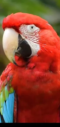 Bird Snout Parrot Live Wallpaper