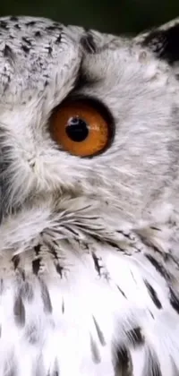 This phone live wallpaper showcases a stunning close-up image of an owl with captivating orange eyes