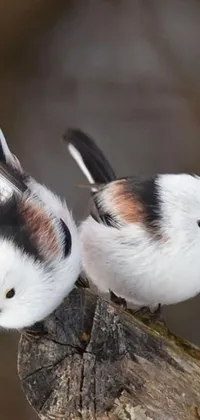 This phone live wallpaper depicts two cute birds sitting on a branch