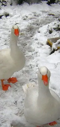 This beautiful live wallpaper features two white ducks standing gracefully in a snowy setting