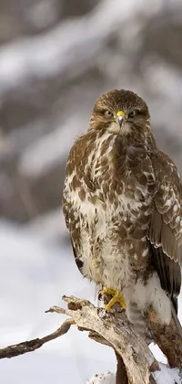 This phone live wallpaper showcases a magnificent bird sitting on a snow-covered curly branch