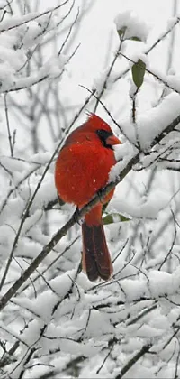 Bird Snow Northern Cardinal Live Wallpaper