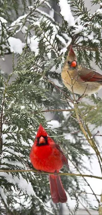 Bird Snow Northern Cardinal Live Wallpaper