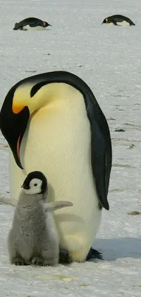 Experience the charm of Antarctica in your phone with this adorable live wallpaper featuring a proud emperor penguin standing next to its chubby offspring in a snowy landscape