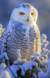 Bird Snowy Owl Photograph Live Wallpaper