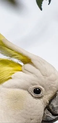 Bird Sulphur-crested Cockatoo Cockatoo Live Wallpaper