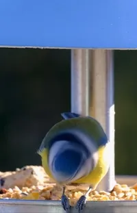 Bird Supply Small Animal Food Serveware Live Wallpaper