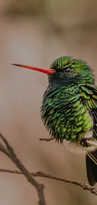Introducing a gorgeous phone live wallpaper featuring a green bird perched on a tree branch surrounded by a shallow depth of field HDR 8K image