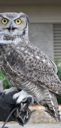 This stunning live phone wallpaper shows a close-up of a majestic owl perched on a hand