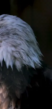 This phone live wallpaper features a close-up shot of a bald eagle's head