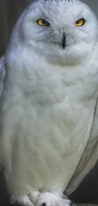 Bird Terrestrial Animal Beak Live Wallpaper