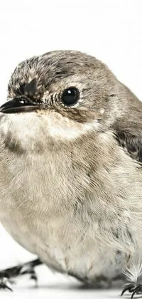 Bird Terrestrial Animal Beak Live Wallpaper