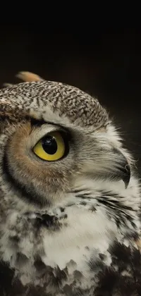 This phone live wallpaper showcases a photo-realistic close-up of an owl with striking yellow eyes