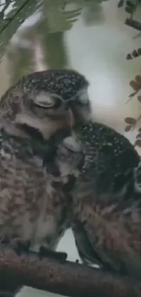 This phone live wallpaper features two adorable owls perched on a tree branch