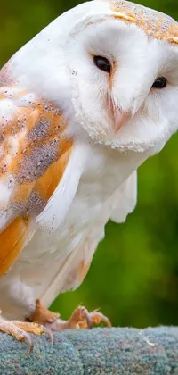 Enjoy a stunning live wallpaper featuring a beautiful barn owl perched atop a wooden post amidst the vivid colors and natural beauty of the outdoors