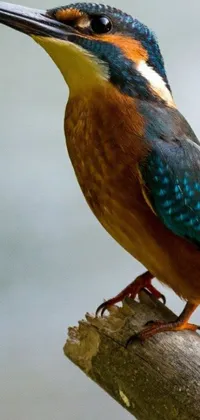 Bird Terrestrial Animal Organism Live Wallpaper