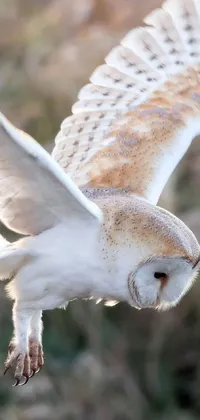 This phone live wallpaper showcases a stunning image of a flying bird, likely a barn owl, with its wings spread wide