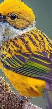 Decorate your phone screen with this stunning live wallpaper of a yellow bird sitting on a tree branch