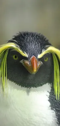 This live wallpaper showcases a stylized macro photograph of a male penguin with a halo