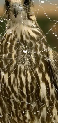 This live phone wallpaper features a brown and white bird perched on a spider web