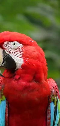 Enhance your phone's look with this unique live wallpaper featuring a red parrot sitting on a tree branch