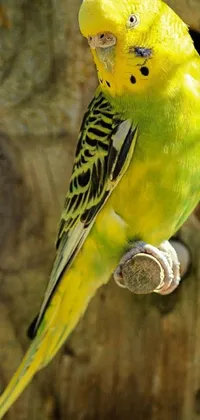 Bird Terrestrial Animal Parrot Live Wallpaper