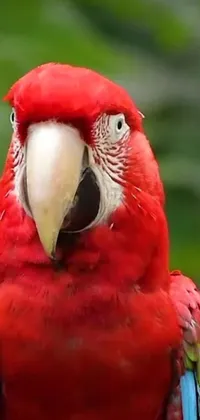 This phone live wallpaper showcases a striking red parrot perched atop a tree branch with a forest background