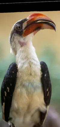 Bird Toucan Hornbill Live Wallpaper
