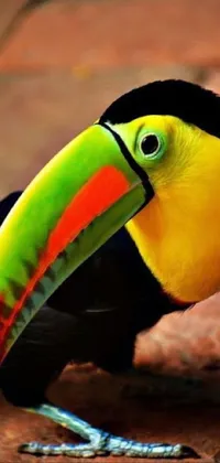 This phone live wallpaper portrays a vivid close-up of a colorful bird, captured by Niklaus Manuel on Flickr