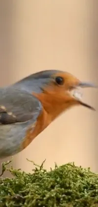 Bird Twig Beak Live Wallpaper