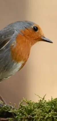 Bird Vertebrate Beak Live Wallpaper