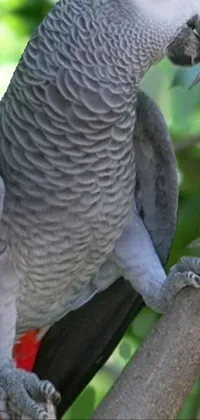 Bird Vertebrate Beak Live Wallpaper
