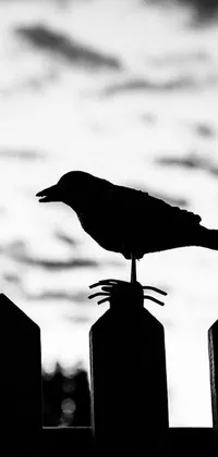 This stunning phone live wallpaper features a black and white image of a bird perched on a wooden fence at dusk