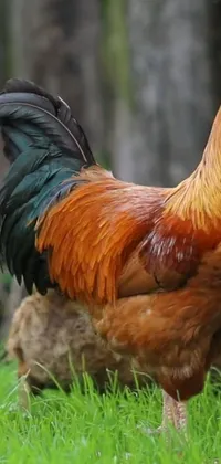 This phone live wallpaper showcases a magnificent rooster standing on a lush green field