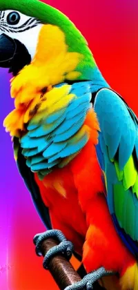 Bird Vertebrate Green Live Wallpaper