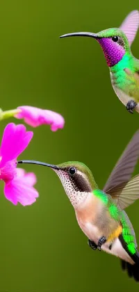 Bird Vertebrate Hummingbird Live Wallpaper