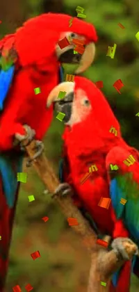Bird Vertebrate Macaw Live Wallpaper