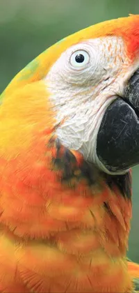 This live wallpaper showcases a stunning close-up of a colorful parrot with a blurry background