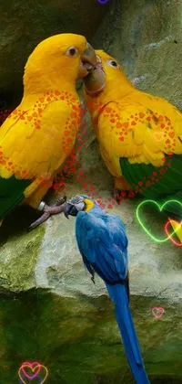 parrot love Live Wallpaper