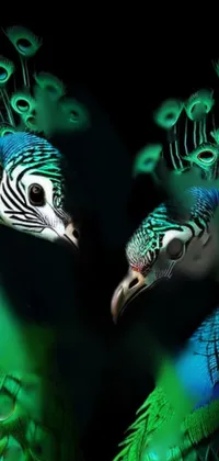 Bird Vertebrate Nature Live Wallpaper