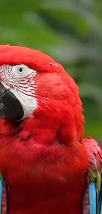 This live phone wallpaper features a stunning close-up of a colorful red parrot perched on a tree branch