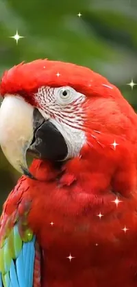 Bird Vertebrate Parrot Live Wallpaper