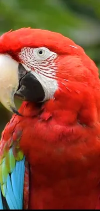Bird Vertebrate Parrot Live Wallpaper