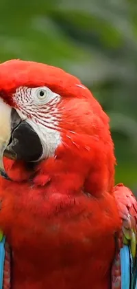 Transform your phone screen into a vibrant jungle oasis with the red parrot live wallpaper