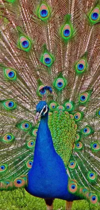 myanmar peacock Live Wallpaper