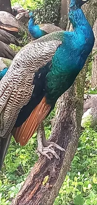 This stunning phone live wallpaper features a beautiful peacock standing on a tree branch