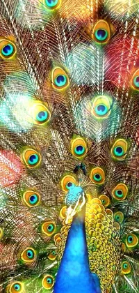 Bird Vertebrate Phasianidae Live Wallpaper